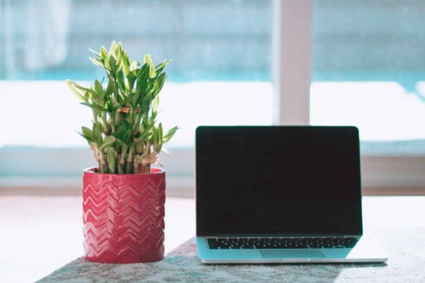 bureau avec ordinateur et plante verte