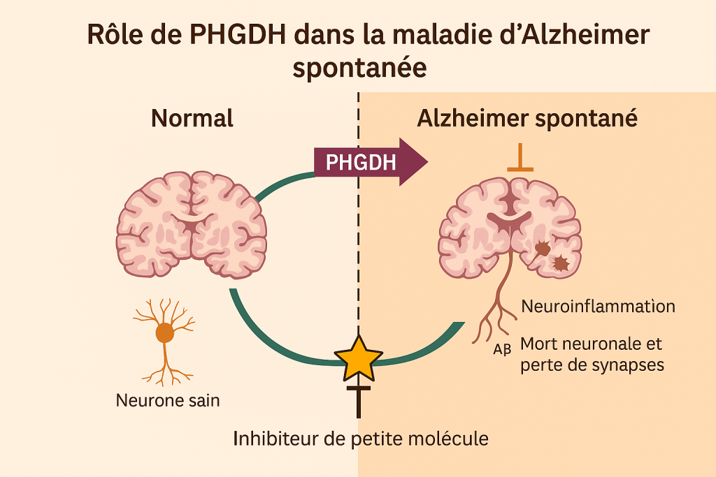 Rôle de PHGDH dans la maladie d'Alzheimer spontanée